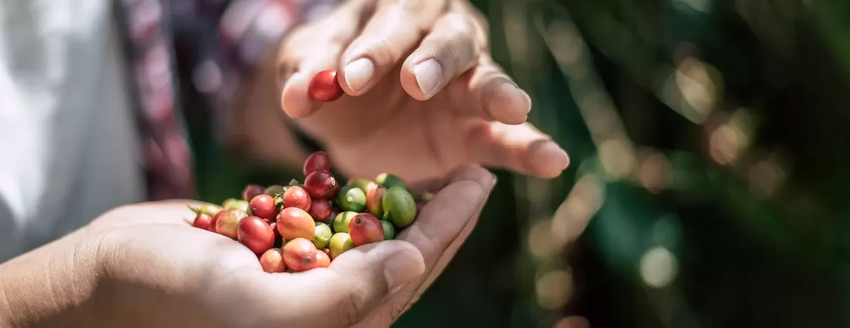 Closeup Agriculturist Hands Holding Fresh Arabica Coffee Berries Coffee Plantation Farmer Picking Coffee Bean Coffee Process Agr